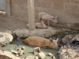 02 Cochons Au Frais